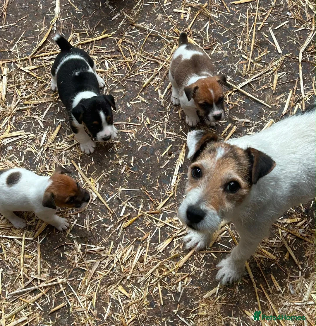 Jack Russell dogs for sale: Fantastic litter of Jack Russell  - Advert 1