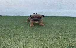 Jack Russell dogs for sale: Rose meadow jacks  - Image 6