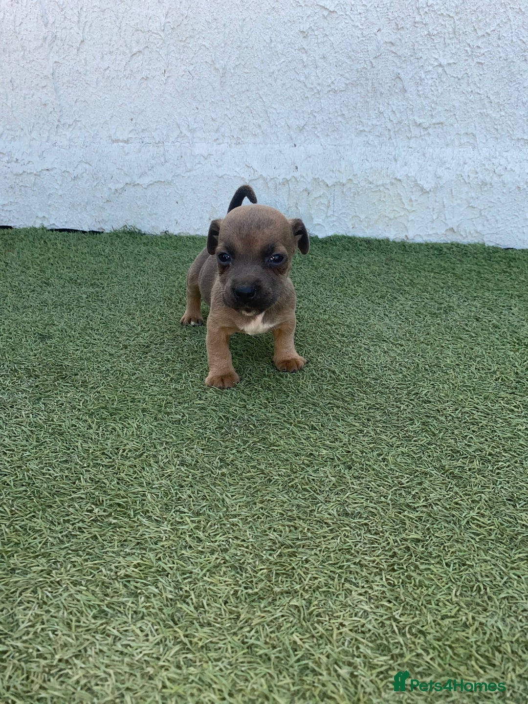 Jack Russell dogs for sale: Rose meadow jacks  - Image 6