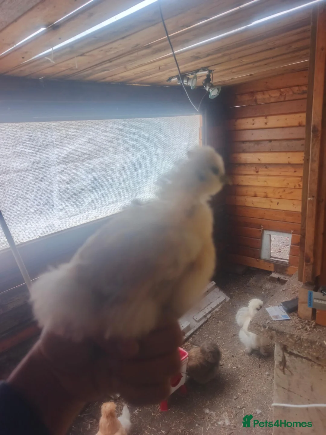 Chickens poultry for sale: Silky baby chicken in Walton-on-Thames - Advert 2