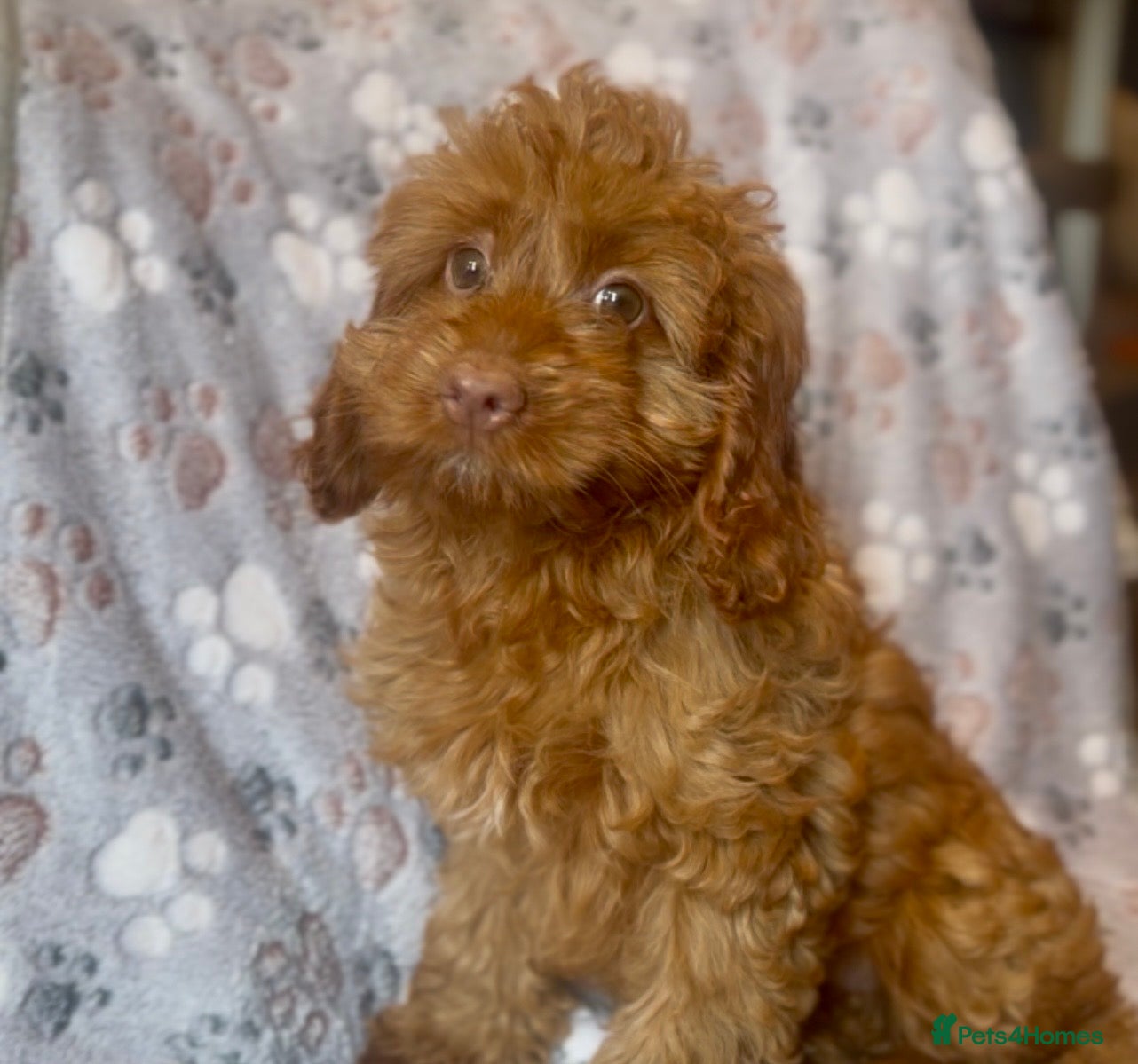 Cockapoo dogs Affectionate toy Cockapoo girls  - Advert 1