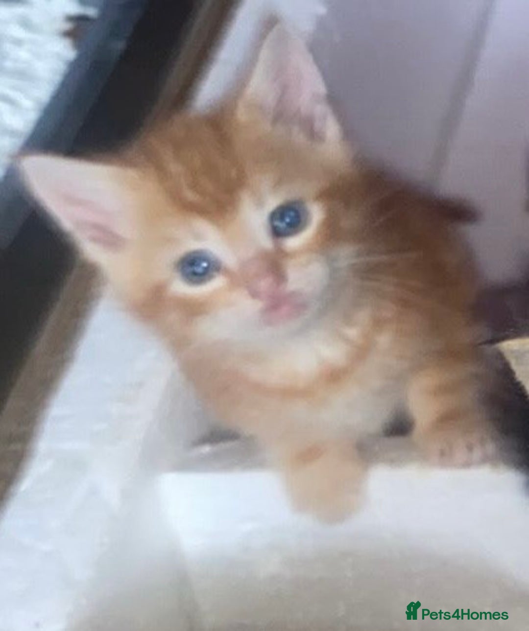 Mixed Breed cats for sale: 4 Adorable kittens for sale.  Ready now.  - Advert 5