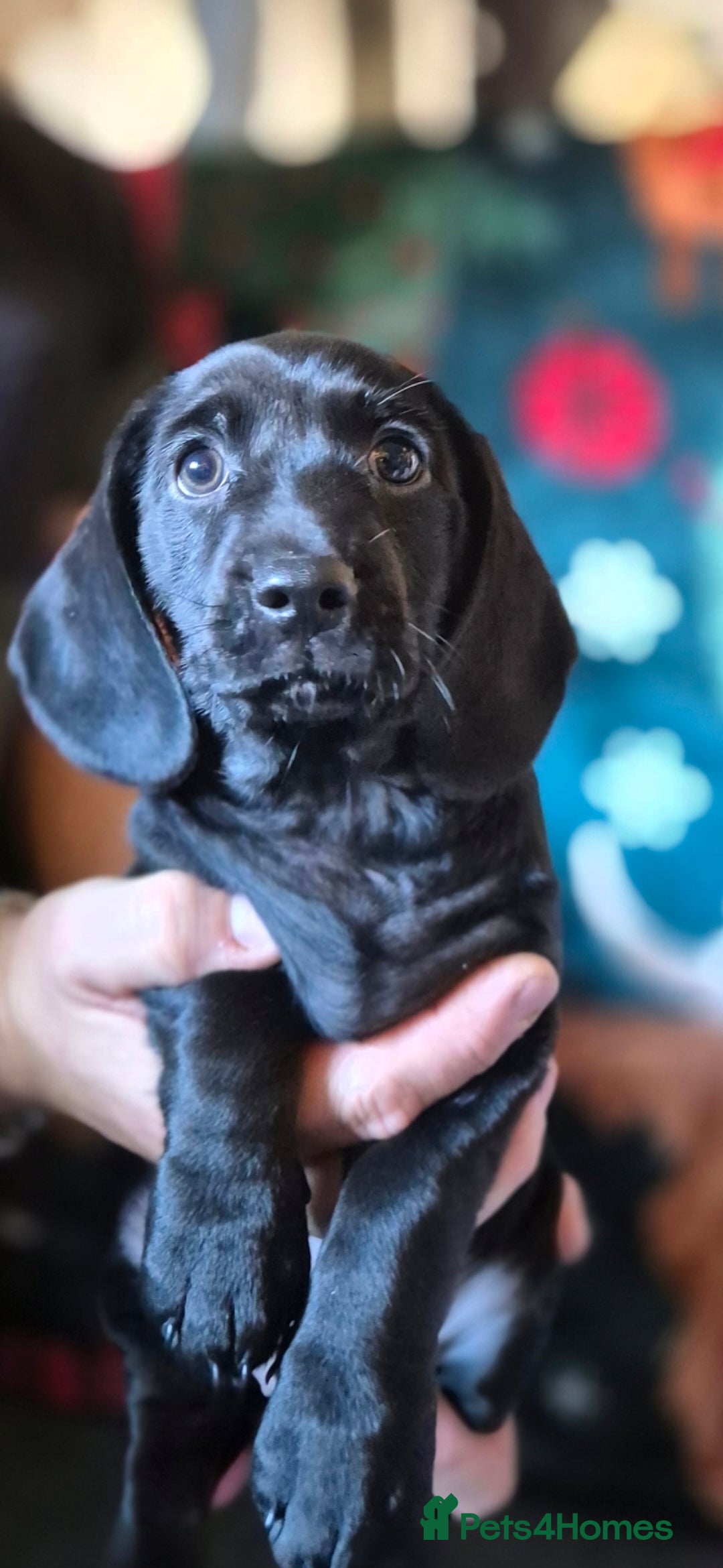 Mixed Breed dogs for sale: Dashalier puppies  - Advert 11