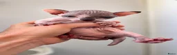 Sphynx cats for sale: Sphynx kittens lilac elf & pink dilute - Advert 5