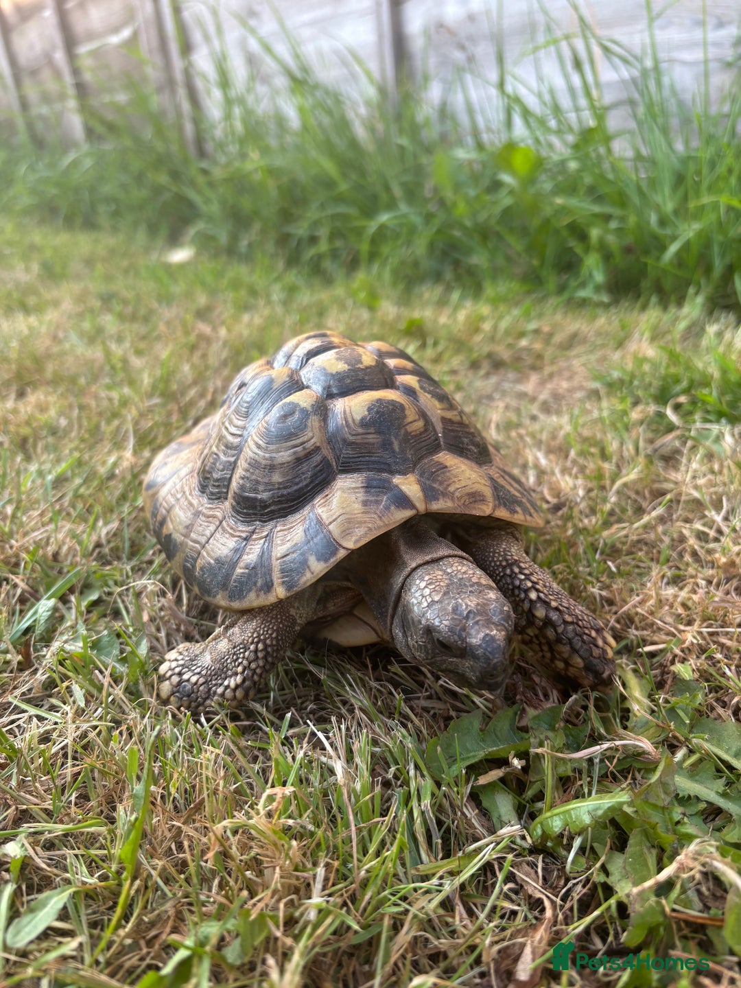 Hermann Tortoise reptiles for sale: Male Hermann Tortoise for sale(Enclosure included) - Advert 1