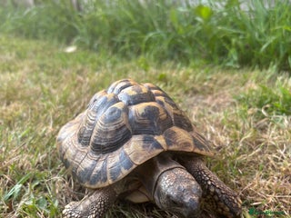 Hermann Tortoise reptiles for sale: Male Hermann Tortoise for sale(Enclosure included) - Advert 1