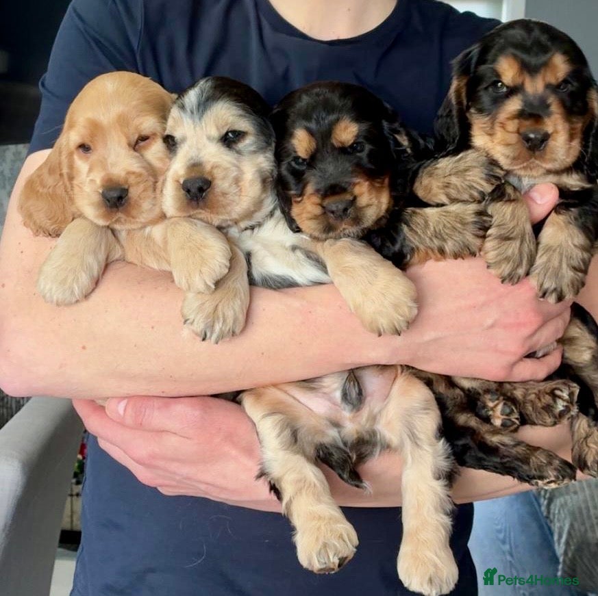 Cocker Spaniel dogs Gorgeous Show Cocker Puppies (KC Reg) - Advert 1