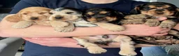 Cocker Spaniel dogs for sale: Gorgeous Show Cocker Puppies (KC Reg) in Cumnock - Advert 1