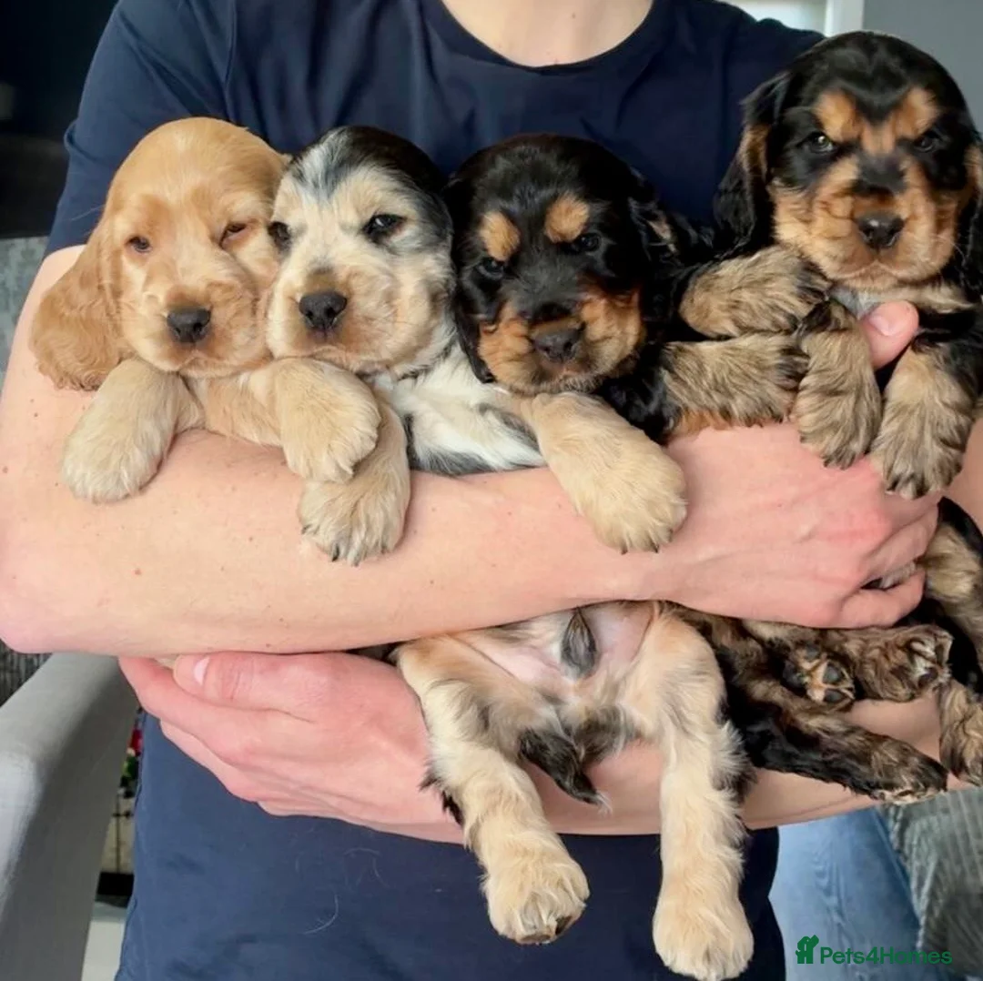 Cocker Spaniel dogs for sale: Gorgeous Show Cocker Puppies (KC Reg) in Cumnock - Advert 1