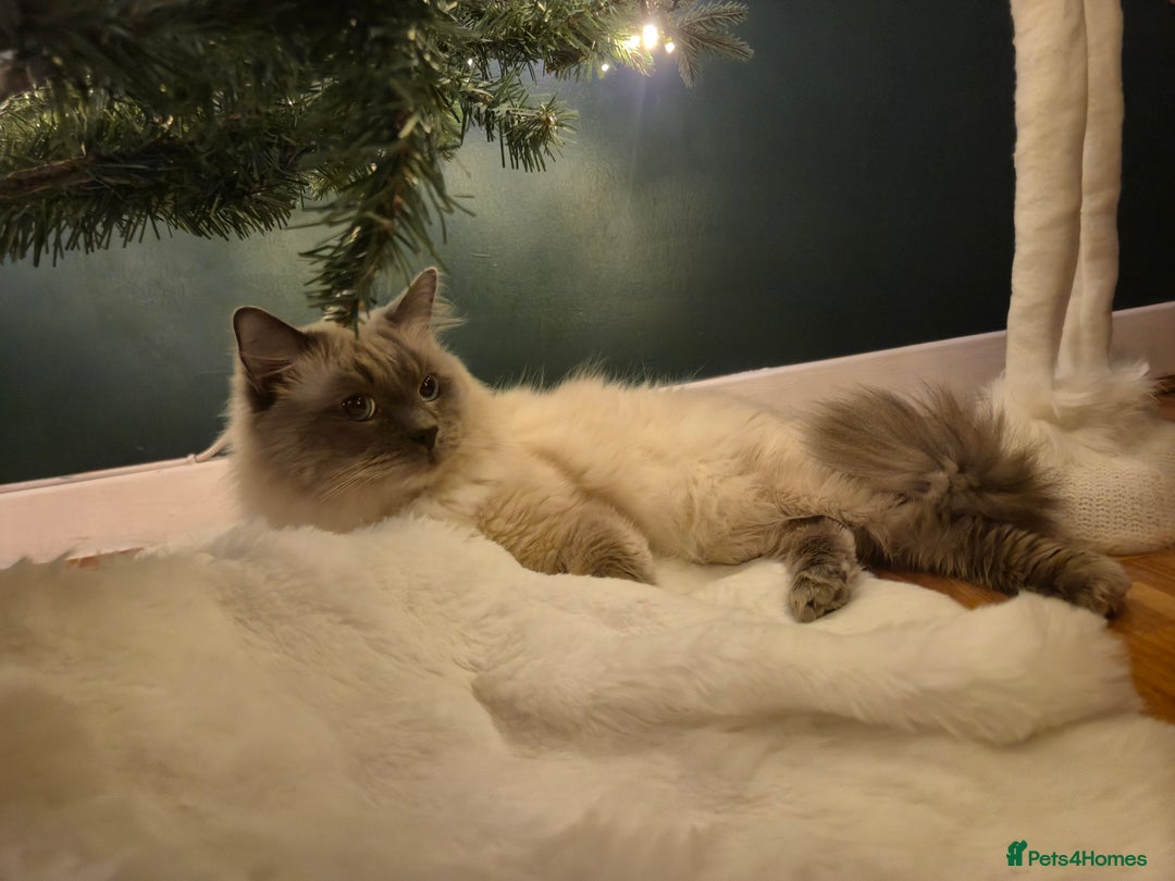 Mixed Breed cats for sale: Ragdoll x - Advert 13