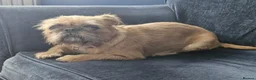 Mixed Breed dogs for sale: Male pugzu  - Advert 6