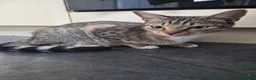 Mixed Breed cats for sale: Female kitten  in Dagenham - Advert 1