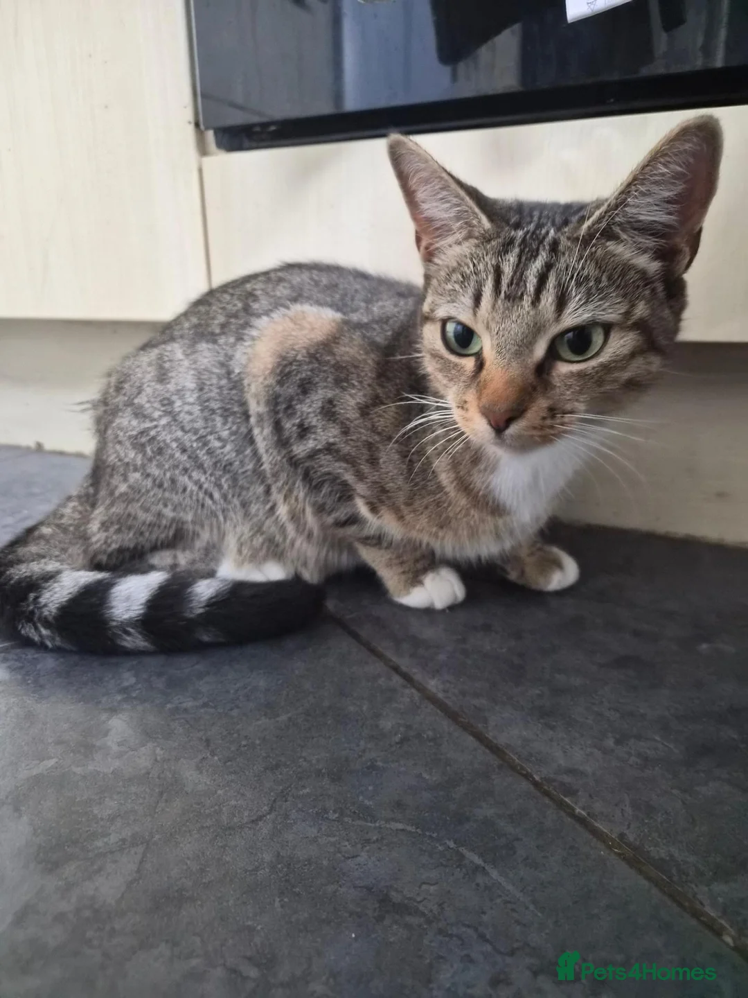 Mixed Breed cats for sale: Female kitten  in Dagenham - Advert 1