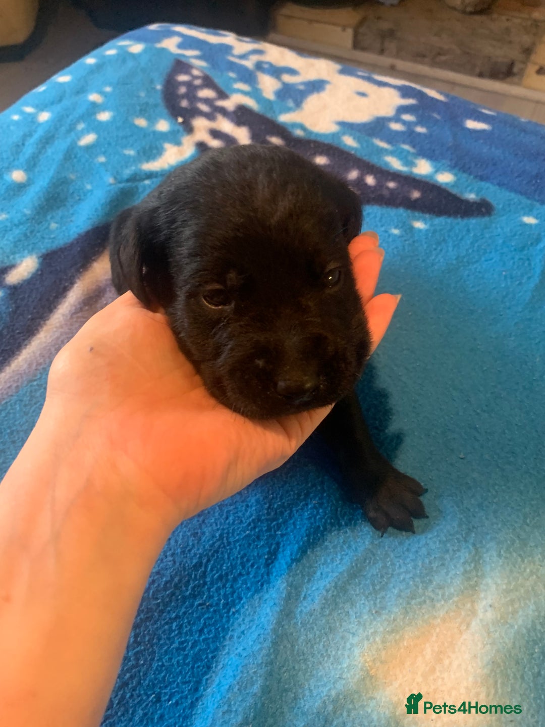 Labrador Retriever dogs for sale: Labrador puppys - Image 33