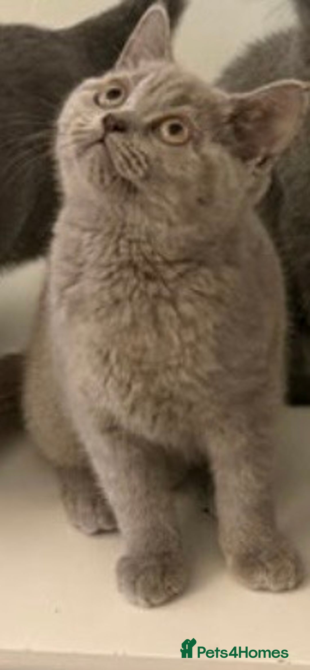 British Shorthair cats for sale: female british shorthair kitten for sale - Advert 3