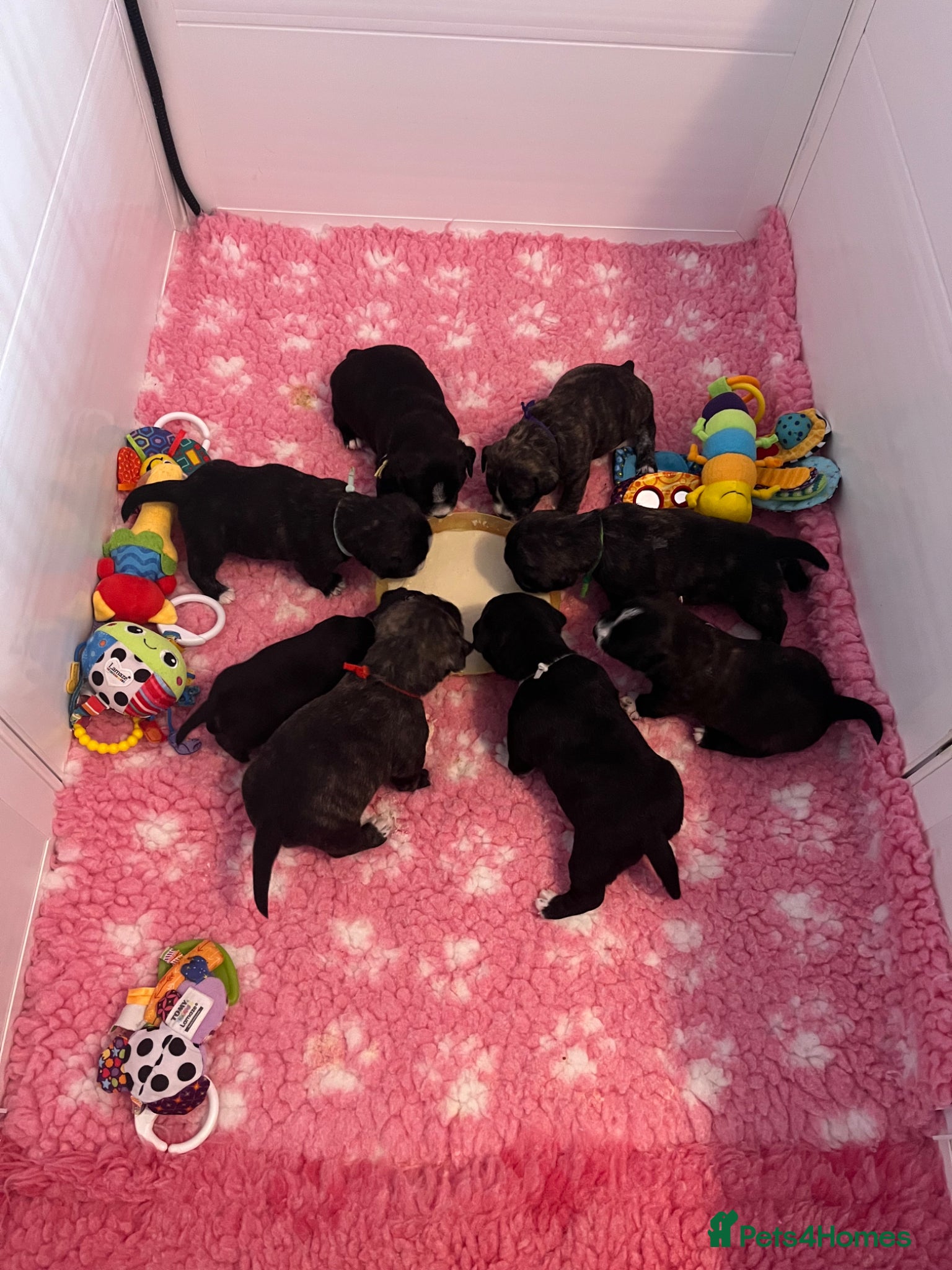 Mixed Breed dogs Jack Russell x highland terrier puppies - Advert 9