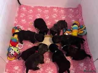 Mixed Breed dogs Jack Russell x highland terrier puppies - Advert 9