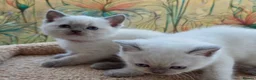 British Shorthair cats for sale: Stunning BSH Blue eyed Colour Point Kittens - Advert 19