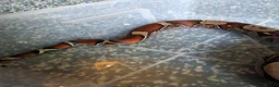 Boa Snake reptiles for sale: Suriname red tail boa constrictor  in Gateshead - Advert 4