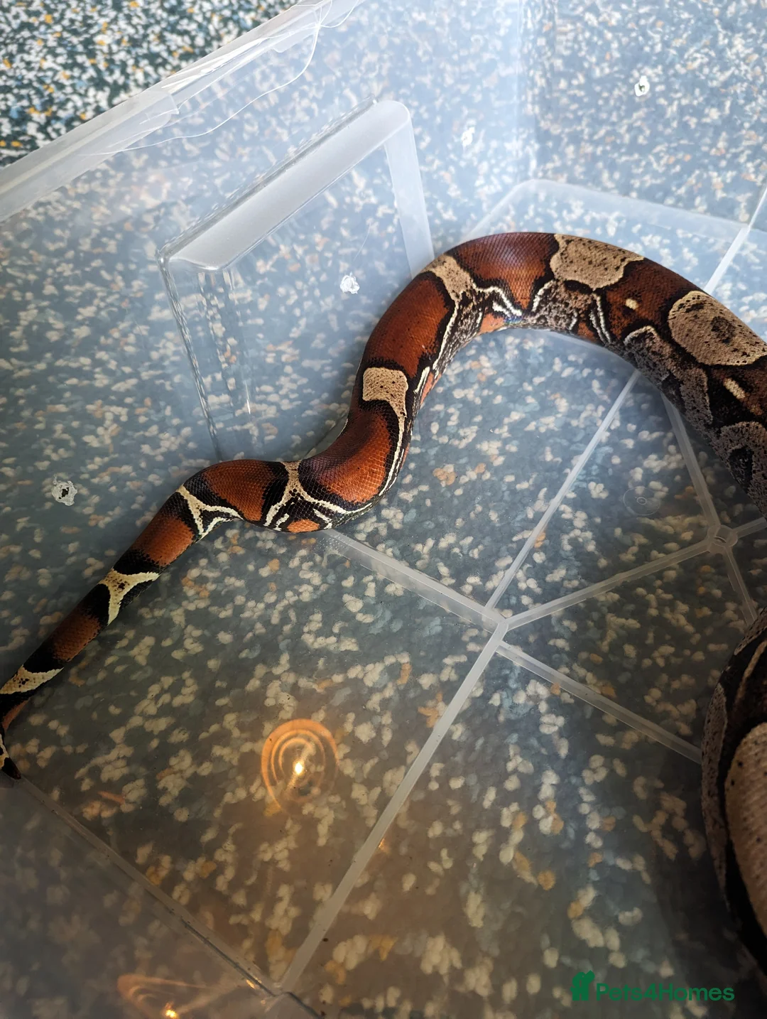 Boa Snake reptiles for sale: Suriname red tail boa constrictor  in Gateshead - Advert 4