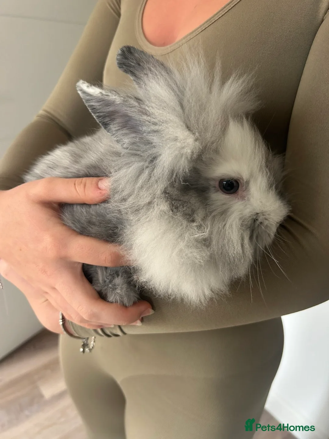 Mixed Breed rabbits for sale: 2 mini lop lion head bunnies  - Advert 8