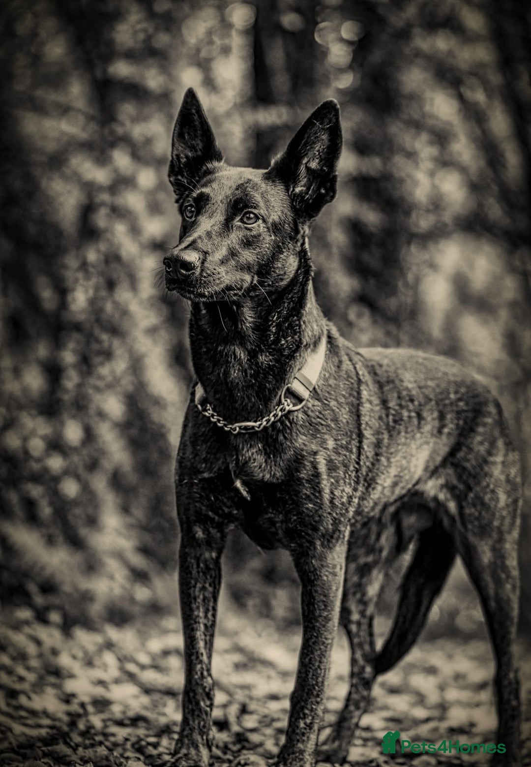 Belgian Shepherd Dog dogs for sale: Dutch herder bitch for sale  - Image 3