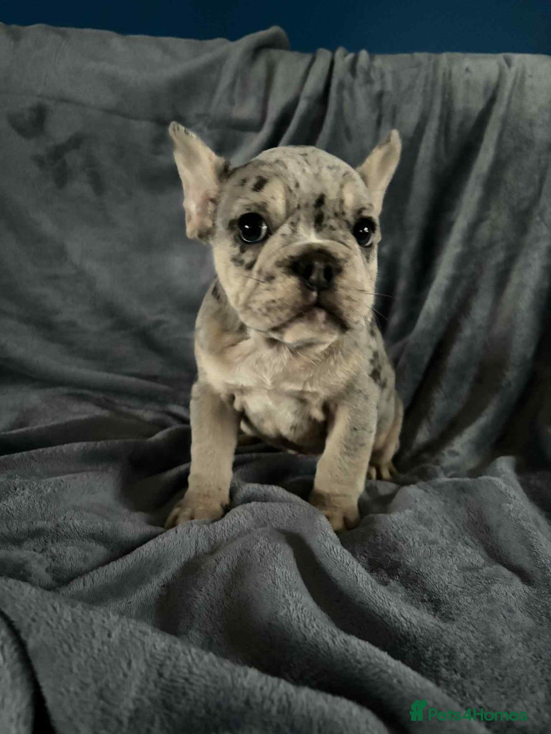 Mixed Breed dogs for sale: Beautiful spotty babies - Image 11