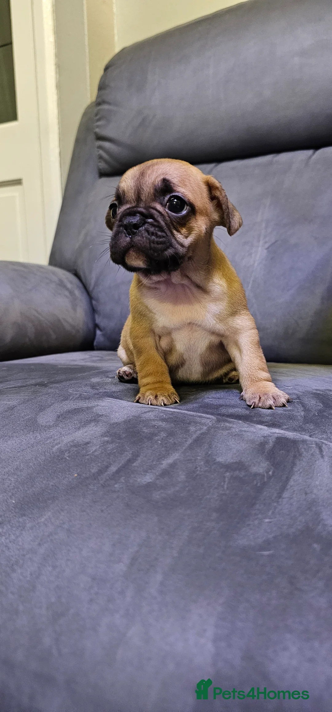 French Bulldog dogs for sale:  7x beautiful Frenchie puppies for sale  - Advert 14