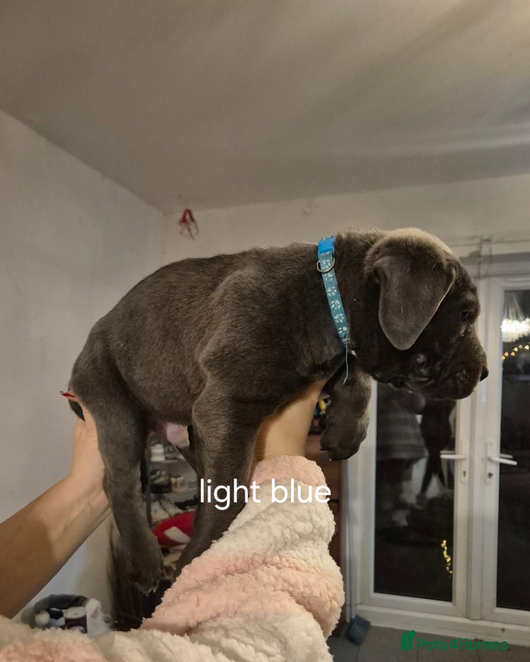 Cane Corso dogs for sale: Cane corso puppies - Advert 19