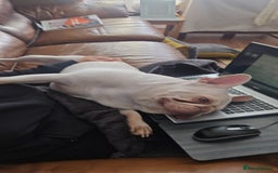 French Bulldog dogs for sale: French bulldog - Image 3