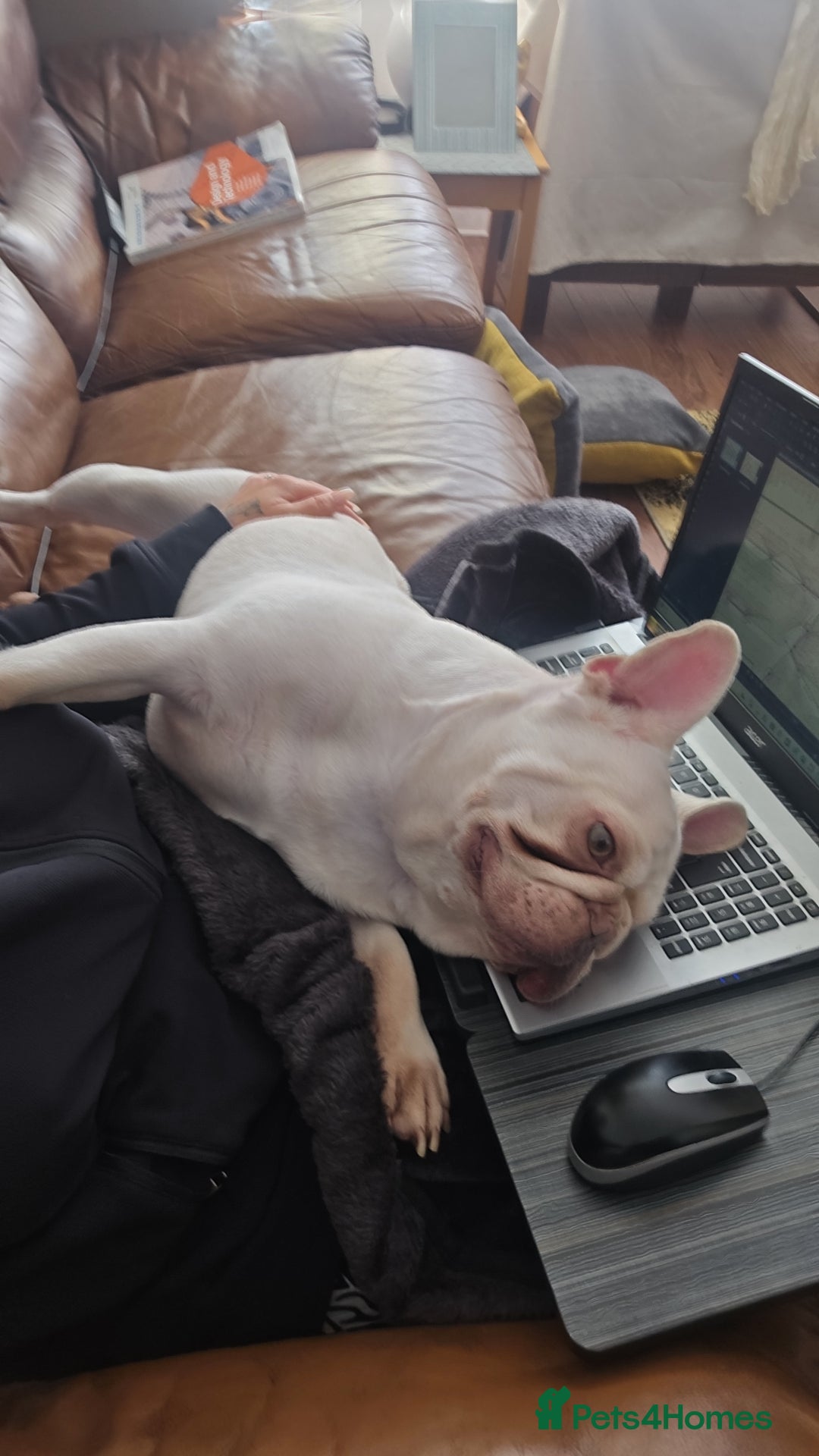 French Bulldog dogs for sale: French bulldog - Image 3