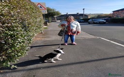 Border Collie dogs for sale: Border Collie for sale - Image 2