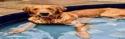 Golden Retriever dogs for stud: KC Golden Retriever Stud | DNA Clear - Advert 4