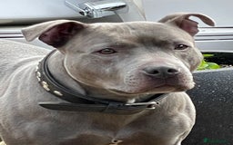 Staffordshire Bull Terrier dogs for stud: BLUE SIRAS PROVEN STUD Champion bloodlines  in Stroud - Image 2