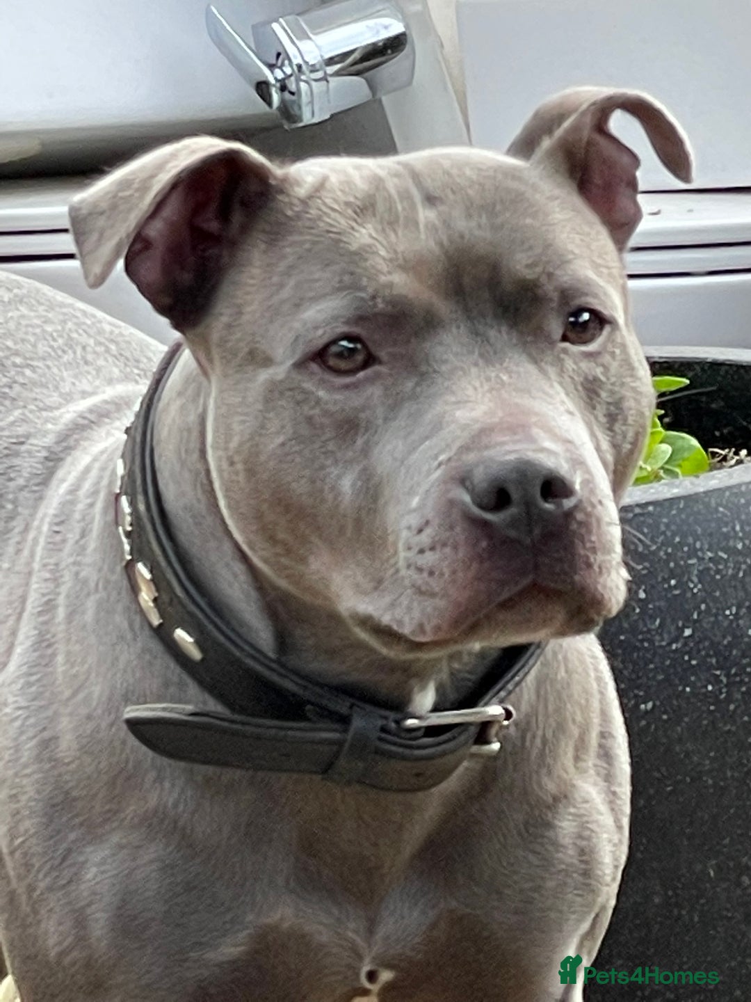 Staffordshire Bull Terrier dogs for stud: BLUE SIRAS PROVEN STUD Champion bloodlines  in Stroud - Image 2