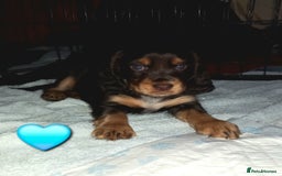 Cocker Spaniel dogs for sale: Chocolate & Tan, Working cocker boys available! - Image 10