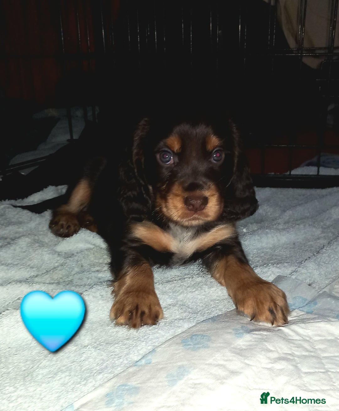 Cocker Spaniel dogs for sale: Chocolate & Tan, Working cocker boys available! - Image 10
