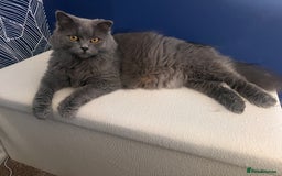 British Longhair cats for sale: Maeve - Image 6