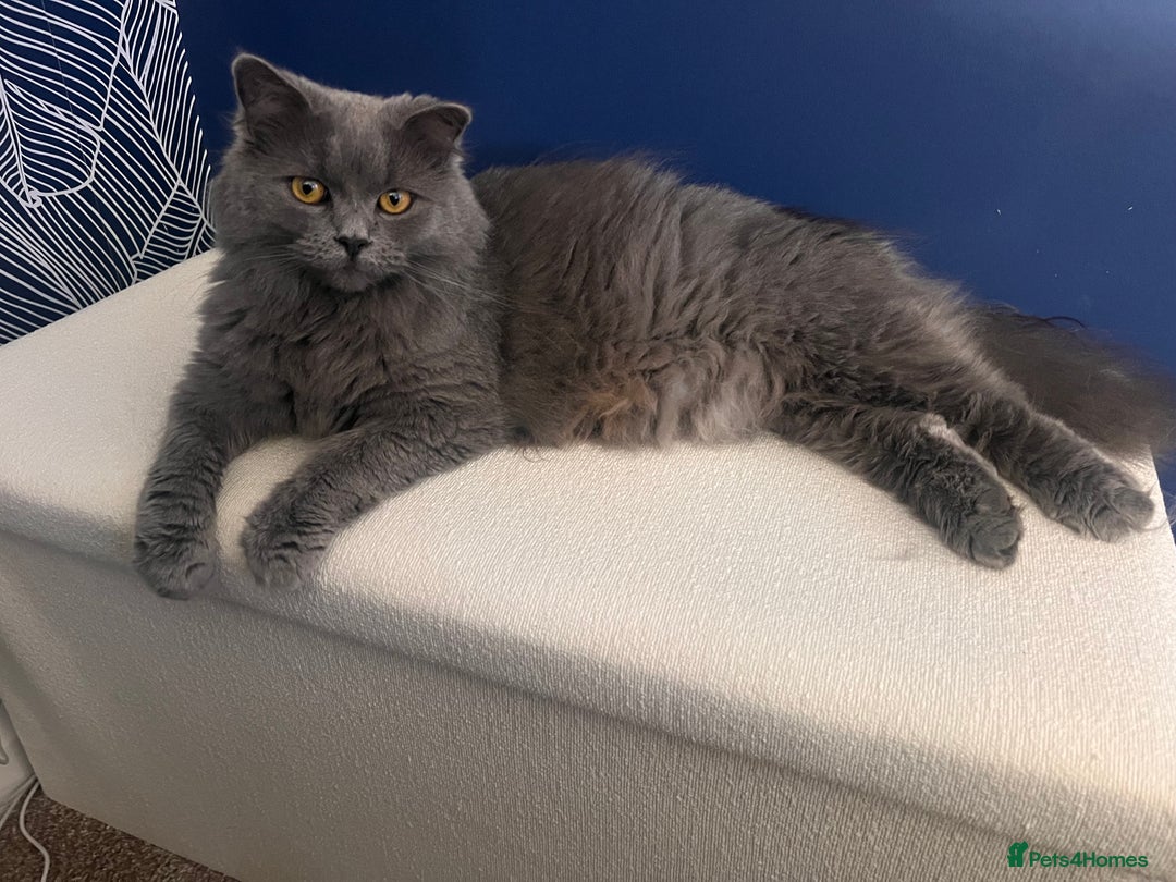 British Longhair cats for sale: Maeve - Image 6