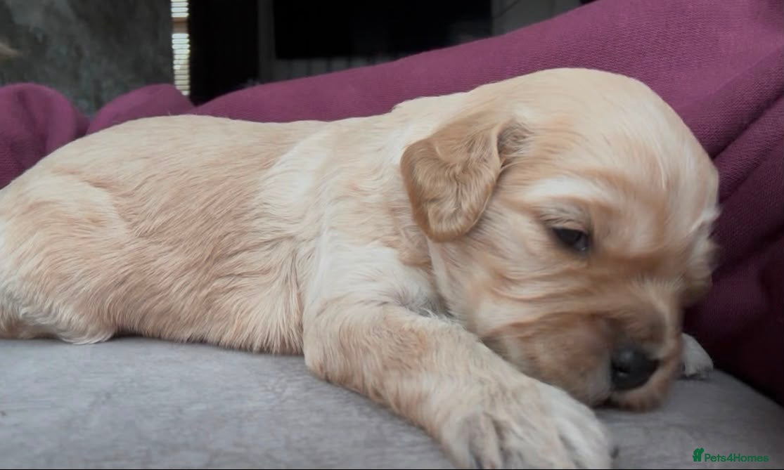 Cavapoo dogs 🌟🌟Beautiful F1 Cavapoo puppies 🌟🌟 - Advert 2