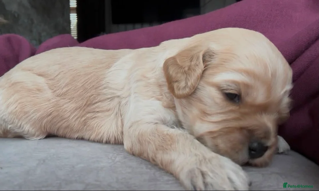 Cavapoo dogs for sale: 🌟🌟Beautiful F1 Cavapoo puppies 🌟🌟 - Advert 2