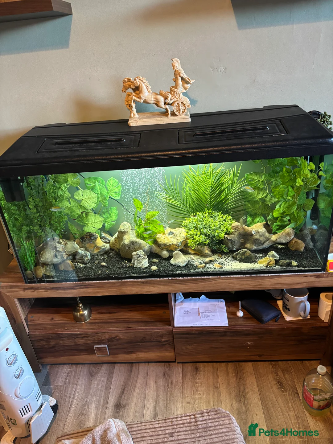 Gouramis fish for sale: Good home waiting for unwanted tropical fish  - Advert 2