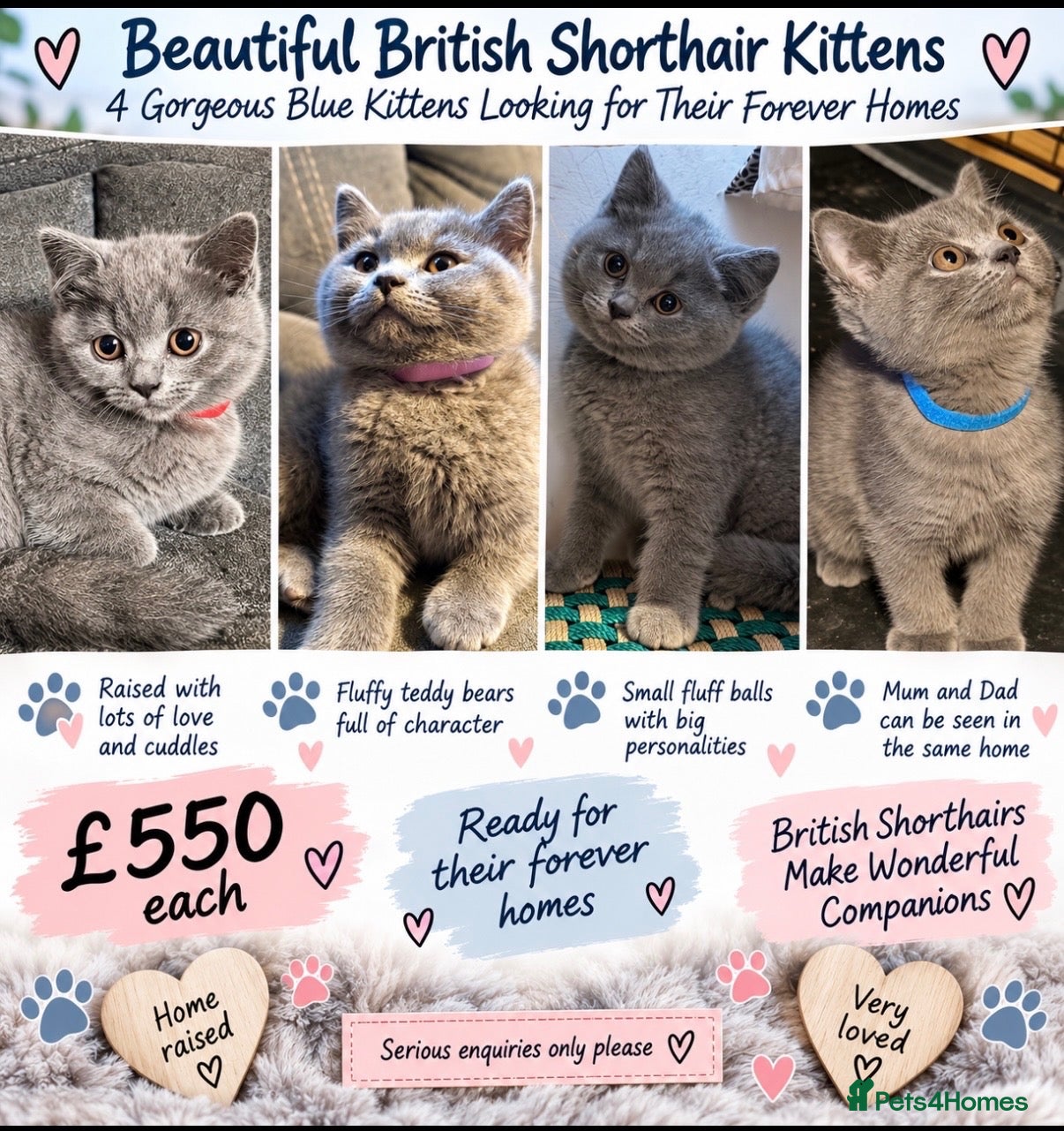 British Shorthair cats 💙 Adorable Blue British Shorthair Kittens 💙 - Advert 1
