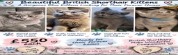 British Shorthair cats for sale: 💙 Adorable Blue British Shorthair Kittens 💙 - Advert 1