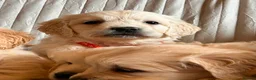 Golden Retriever dogs for sale: Wonderful litter health tested parents  - Advert 14