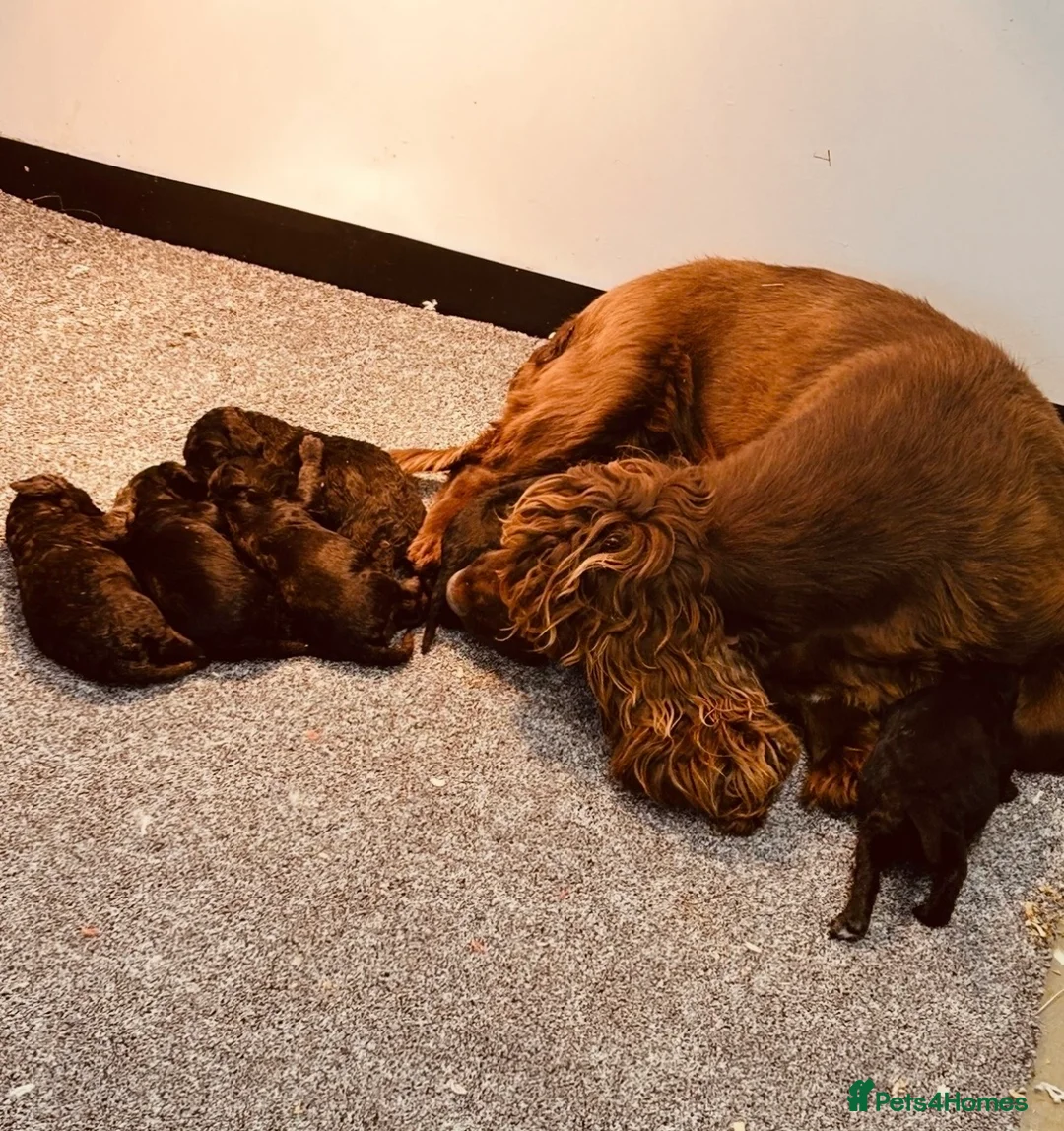 Cocker Spaniel dogs for sale: Beautiful chocolate Cocker spaniels  - Advert 4