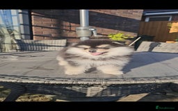 Pomsky dogs for sale: Pomsky puppies very small toy size F3  - Image 7