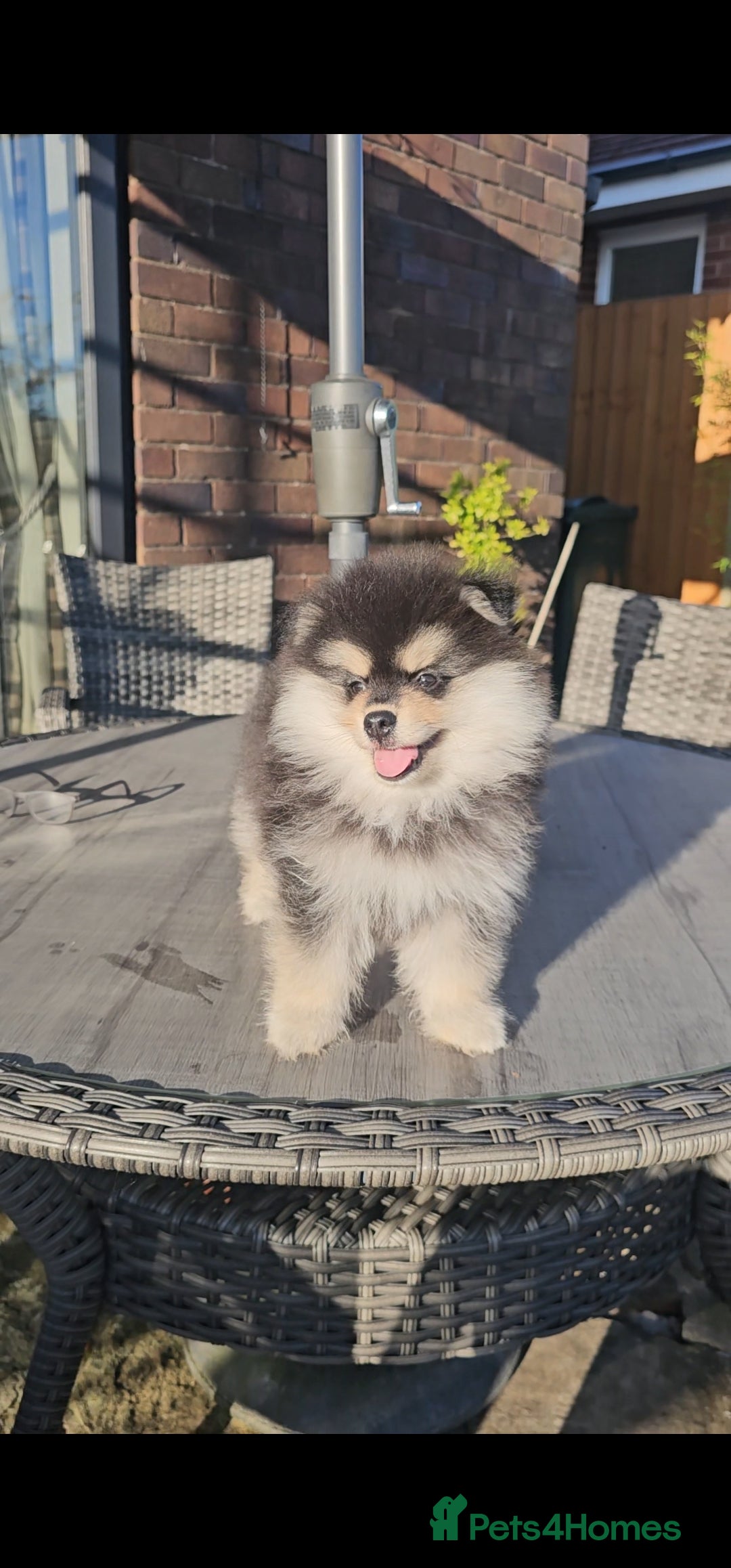 Pomsky dogs for sale: Pomsky puppies very small toy size F3  - Image 7
