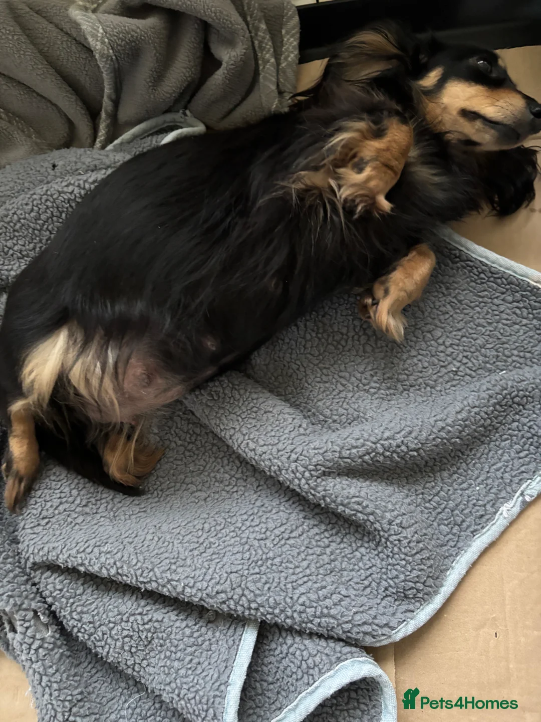 Dachshund dogs for sale: KC Miniature Long Haired Cream Dachshunds  - Advert 9