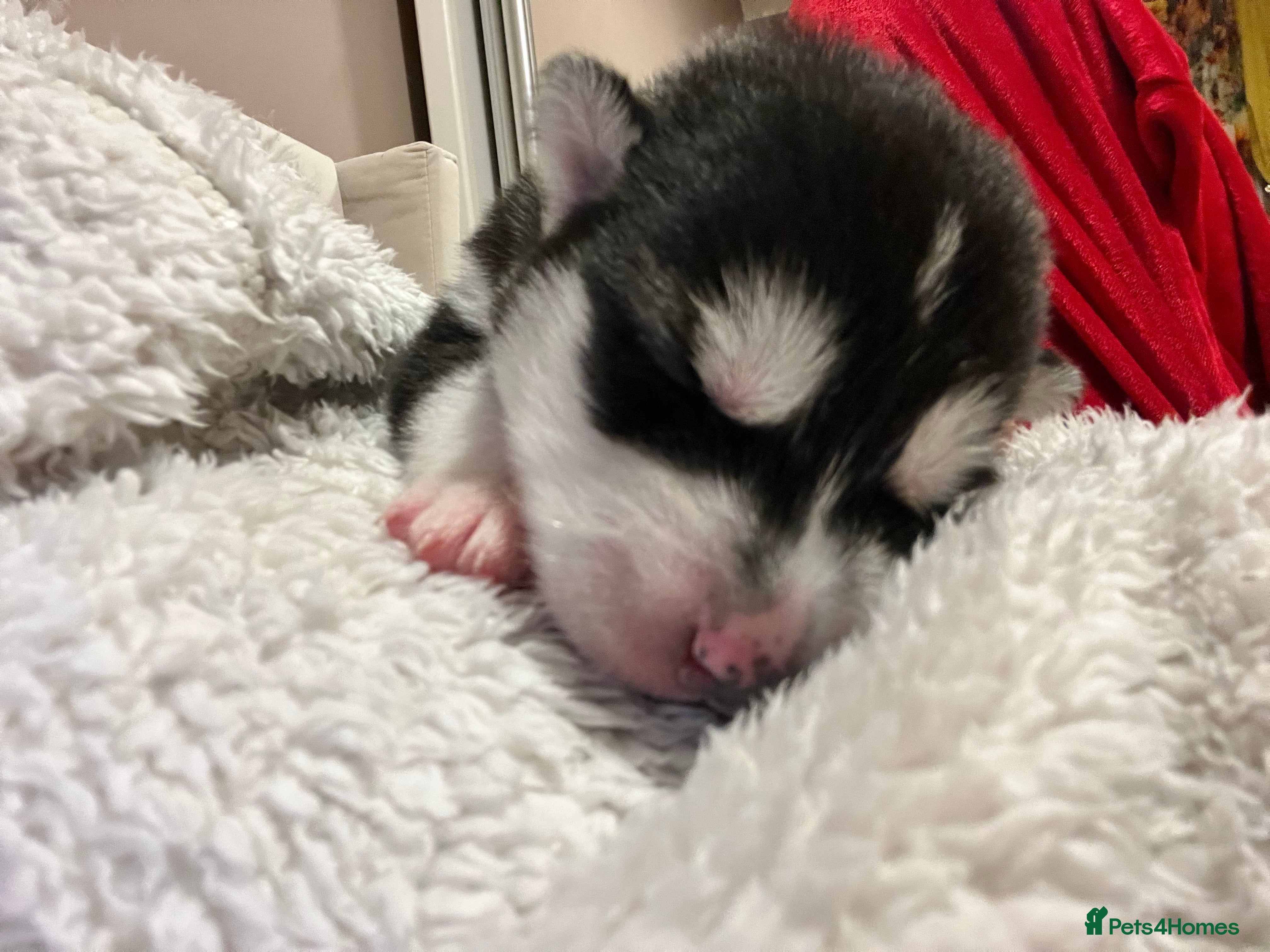 Utonagan dogs Strong Breed Puppies  Husky/Alaskan Malamute - Advert 18